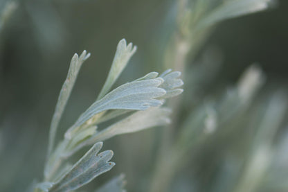 Wyoming Big Sagebrush (Artemisia tridentata ssp. Wyomingensis)