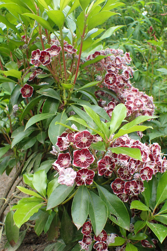 Mountain Spoonwood (Kalmia latifolia)