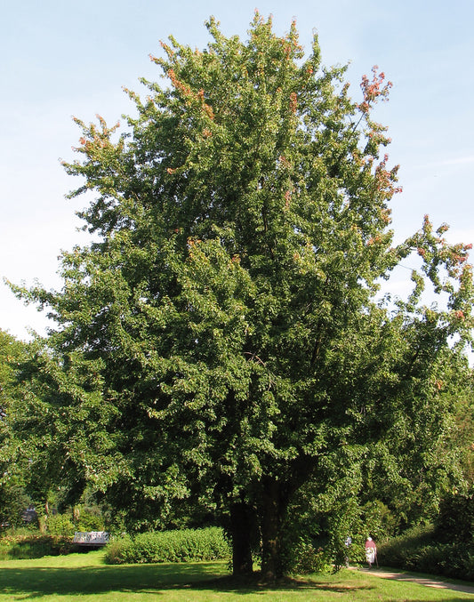 Silver Maple Soft Water Maple (Acer saccharinum)