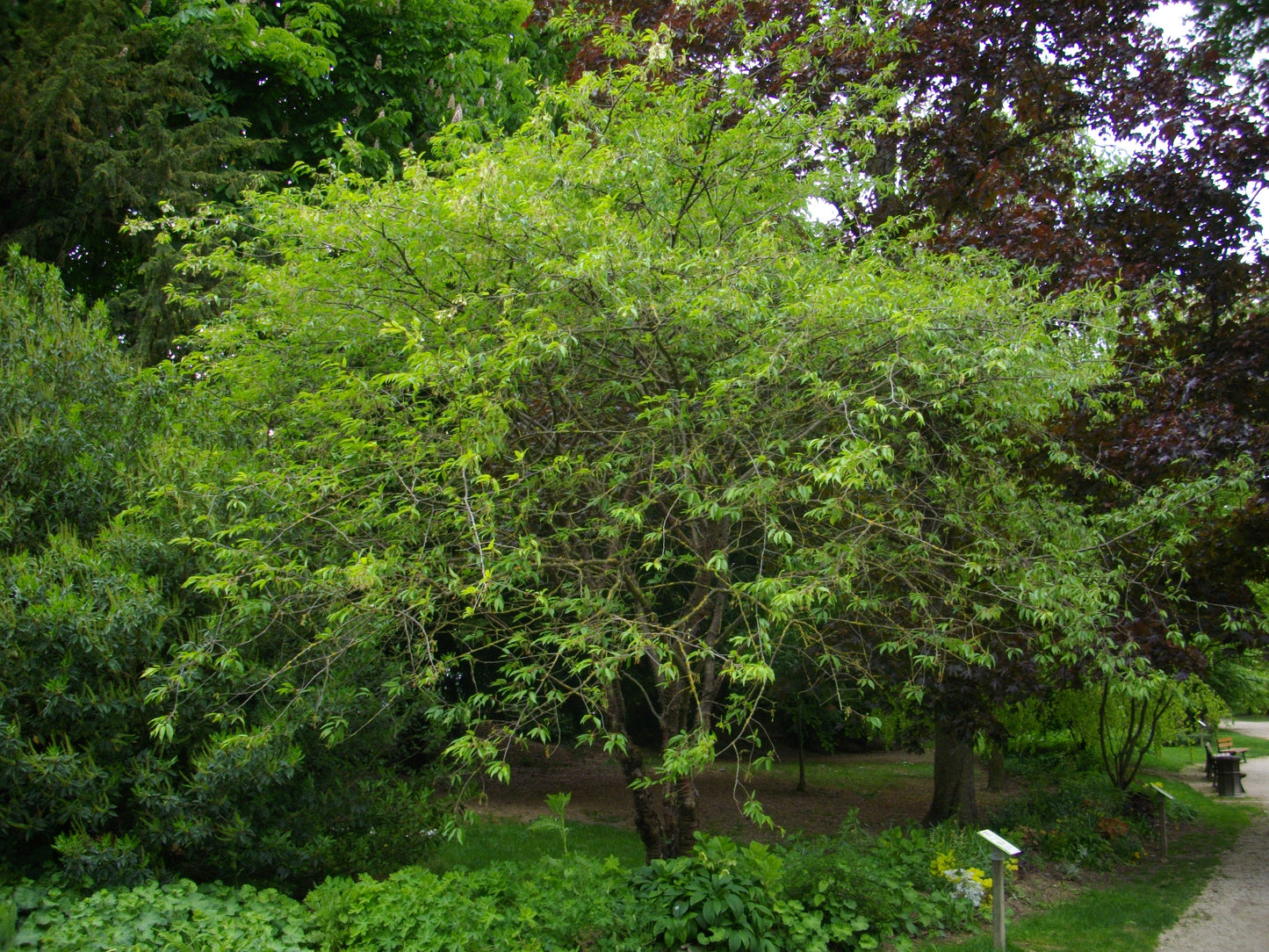 Maacks Spindletree (Euonymus maackii)