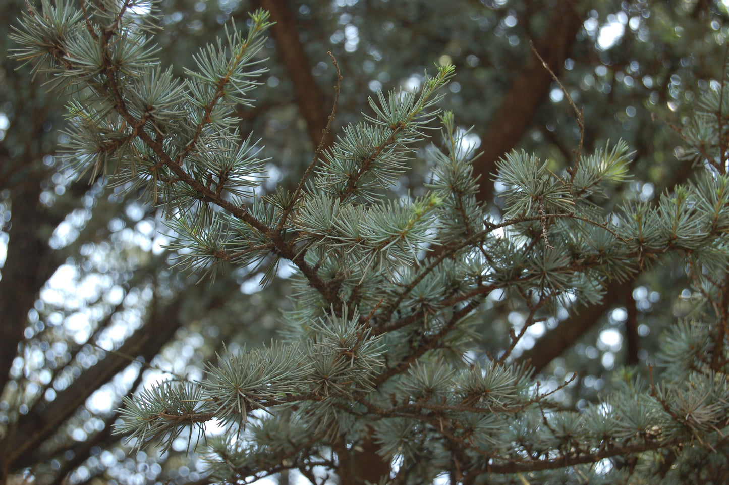 Blue Atlas Cedar (Cedrus atlantica 'Glauca')
