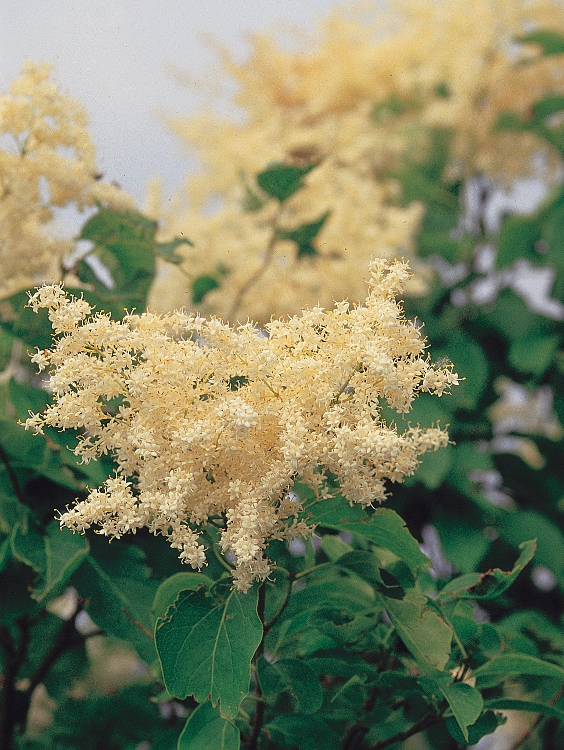 Amur Lilac Amur Tree Lilac (Syringa reticulata ssp. Amurensis)