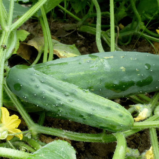 Cucumber Garden Cucumber Marketmore 76 Cucumber (Cucumis sativus 'Marketmore 76')