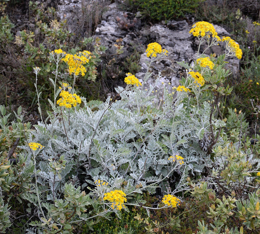 Dusty Miller Ragwort (Jacobaea maritima)