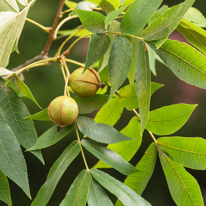 Bitternut Hickory (Carya cordiformis)