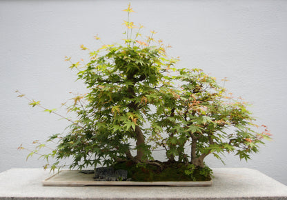 Inazuma Thunder Maple (Acer palmatum ssp. matsumurae 'Inazuma' dry seed)