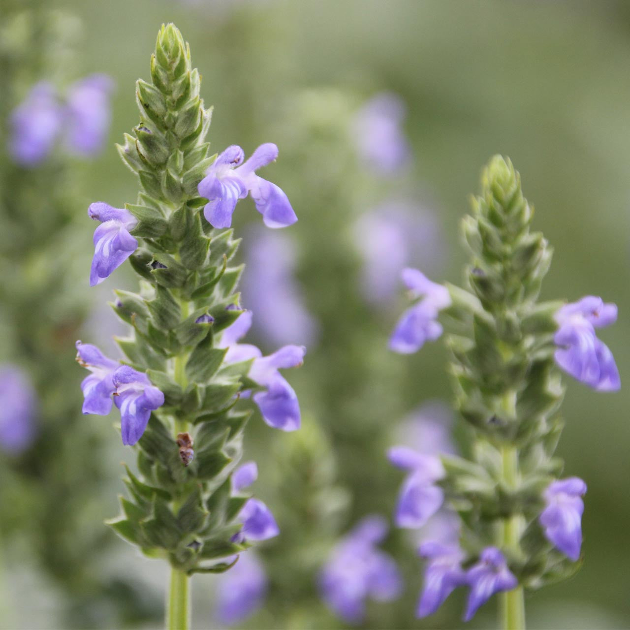 Chia (Salvia hispanica)