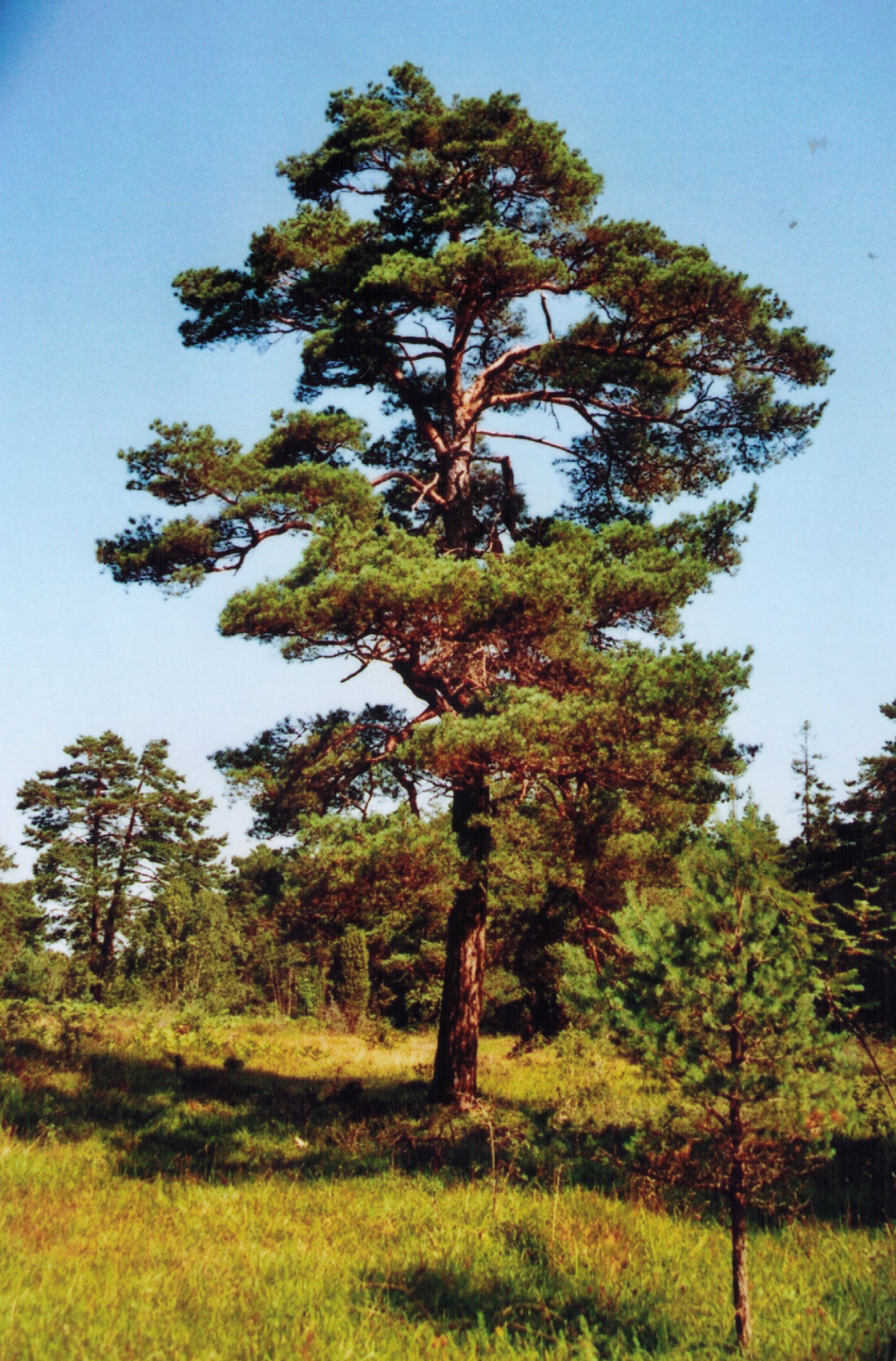 Taiwan Red Pine (Pinus taiwanensis)
