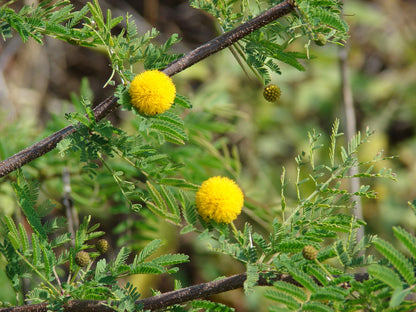 Mealy Wattle Needle Bush Sweet Acacia (Acacia farnesiana)