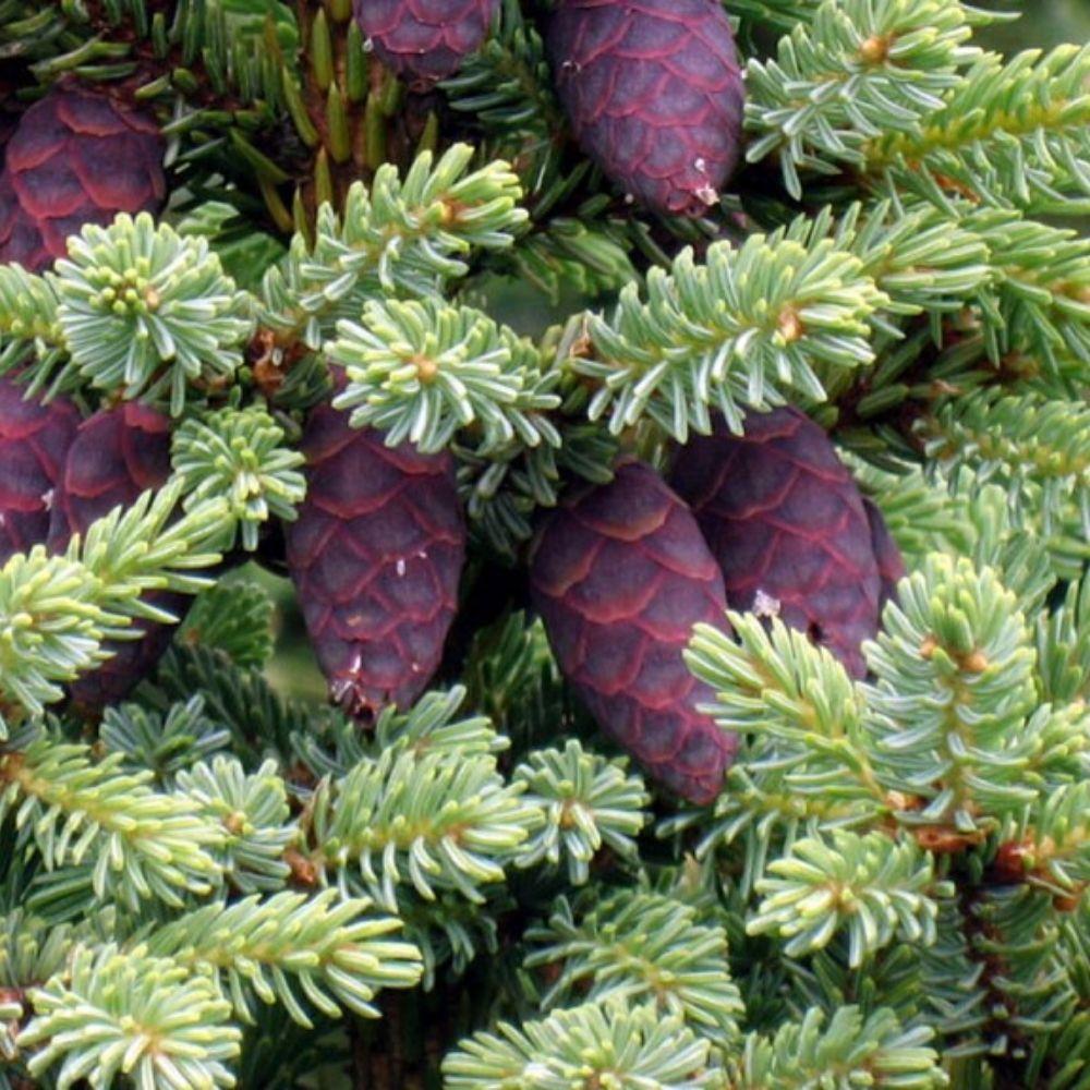 Black X Red Spruce Hybrid (Picea mariana x rubens)