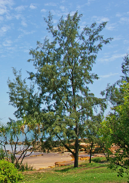 Australian Beach Sheoak Filao Horsetail Beefwood Ironwood She-oak (Casuarina equisetifolia)