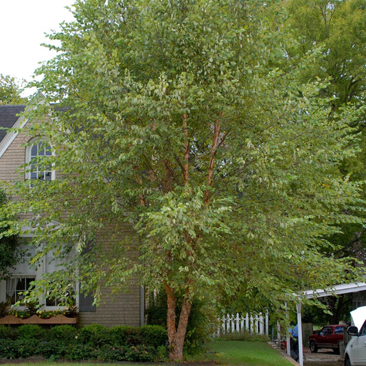 River Water Birch (Betula nigra Northern)