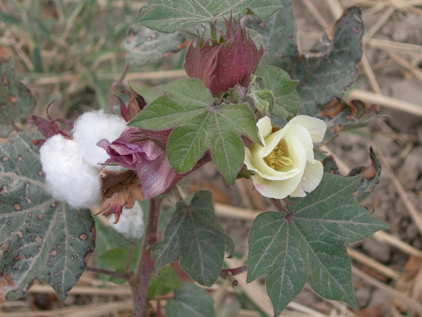 American Upland Cotton, Mexican Wild Cotton (Gossypium hirsutum)