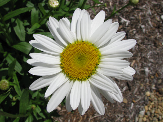 Shasta Daisy (Leucanthemum superbum)