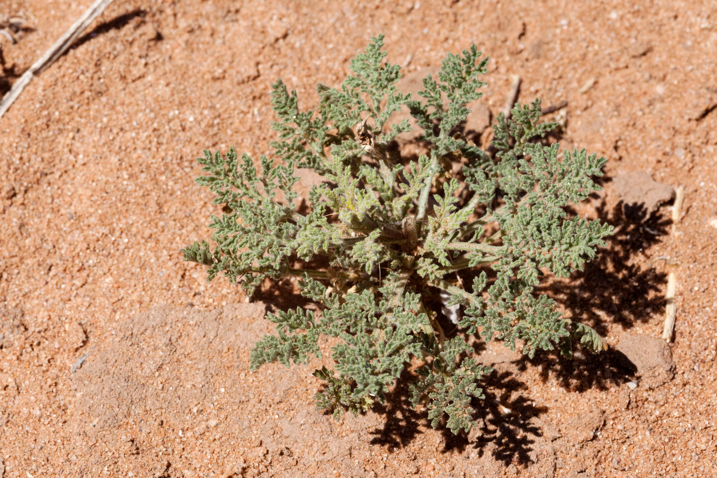 Tahoka Daisy Tansey Tanseyleaf Tansyaster (Machaeranthera tanacetifolia)