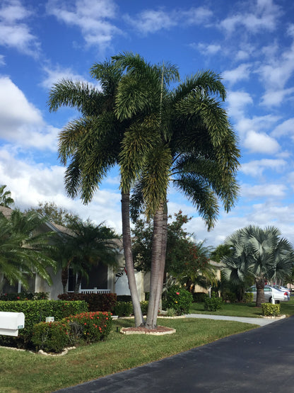 Foxtail Palm (Wodyetia bifurcata)