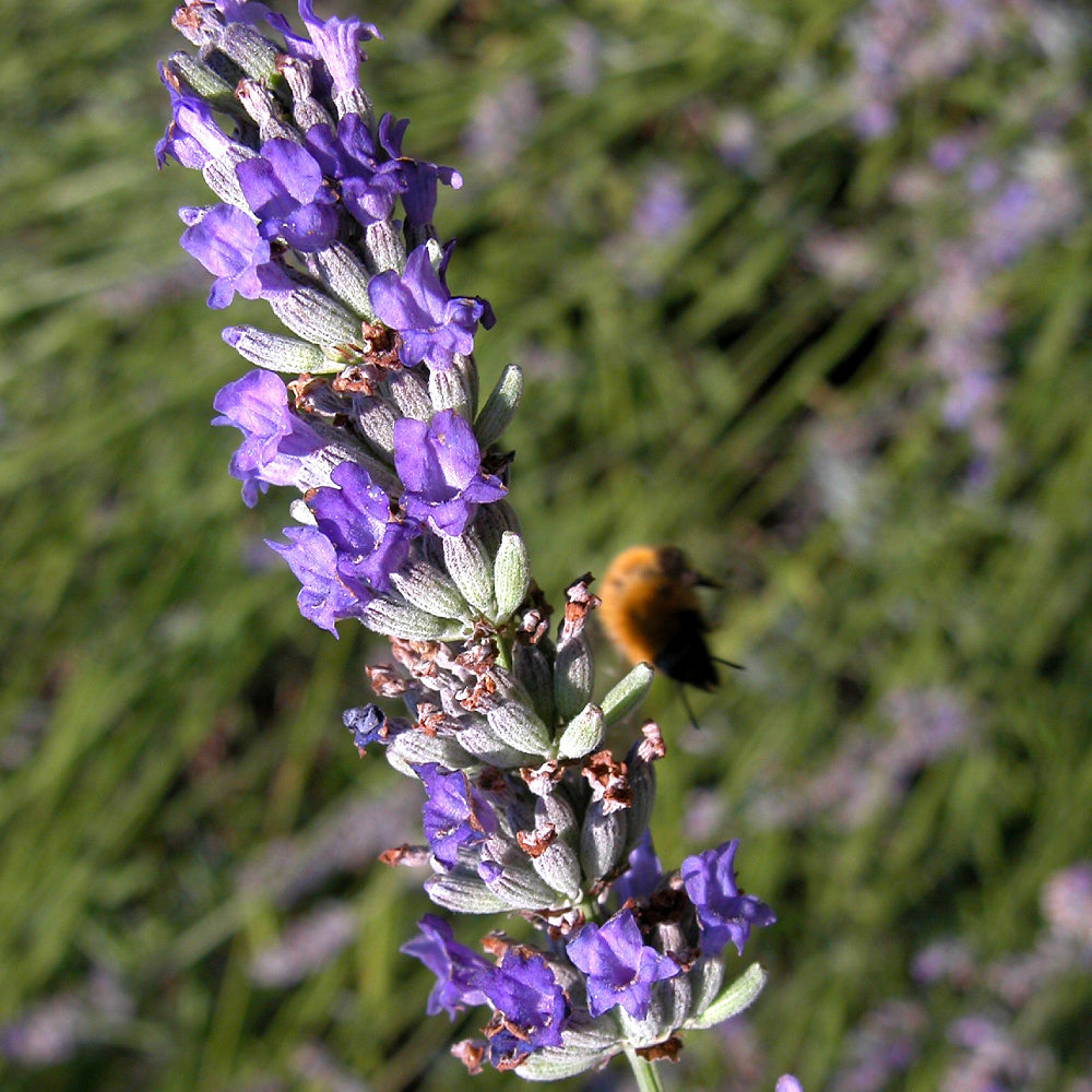 Broadleaved Lavender Spike Lavendar (Lavandula latifolia)