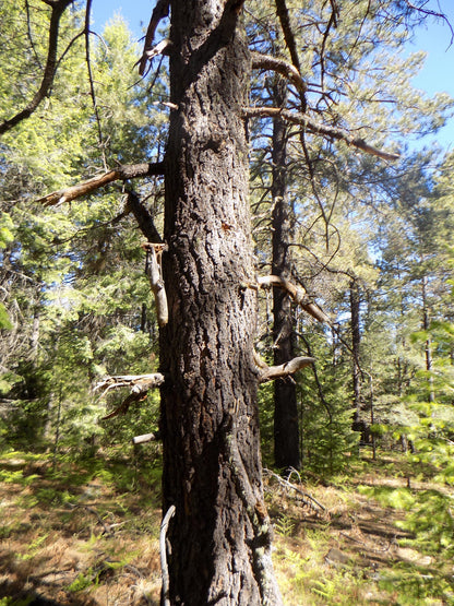 Durango Pine (Pinus durangensis)