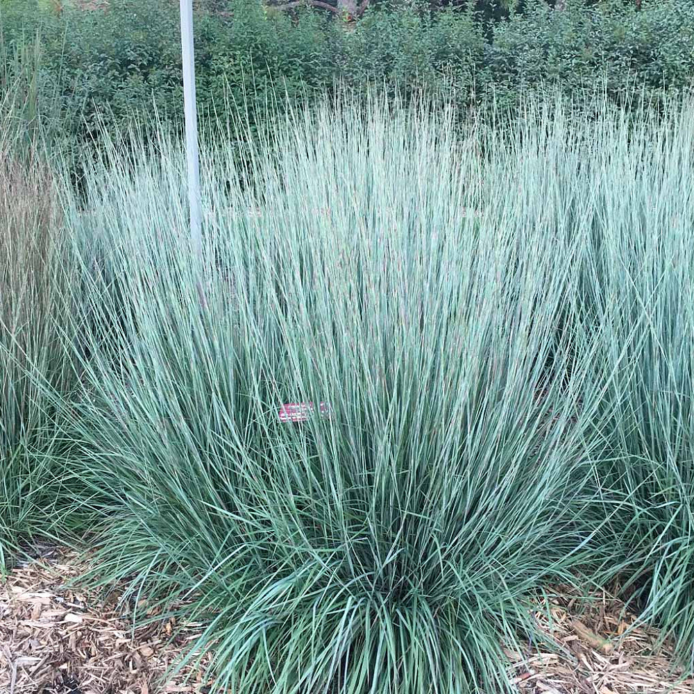 Beard Little Bluestem Broomsedge (Schizachyrium scoparium) Sejahtera