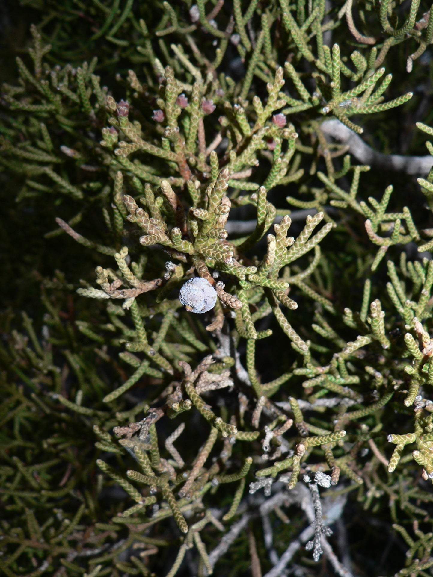 California Juniper (Juniperus californica)