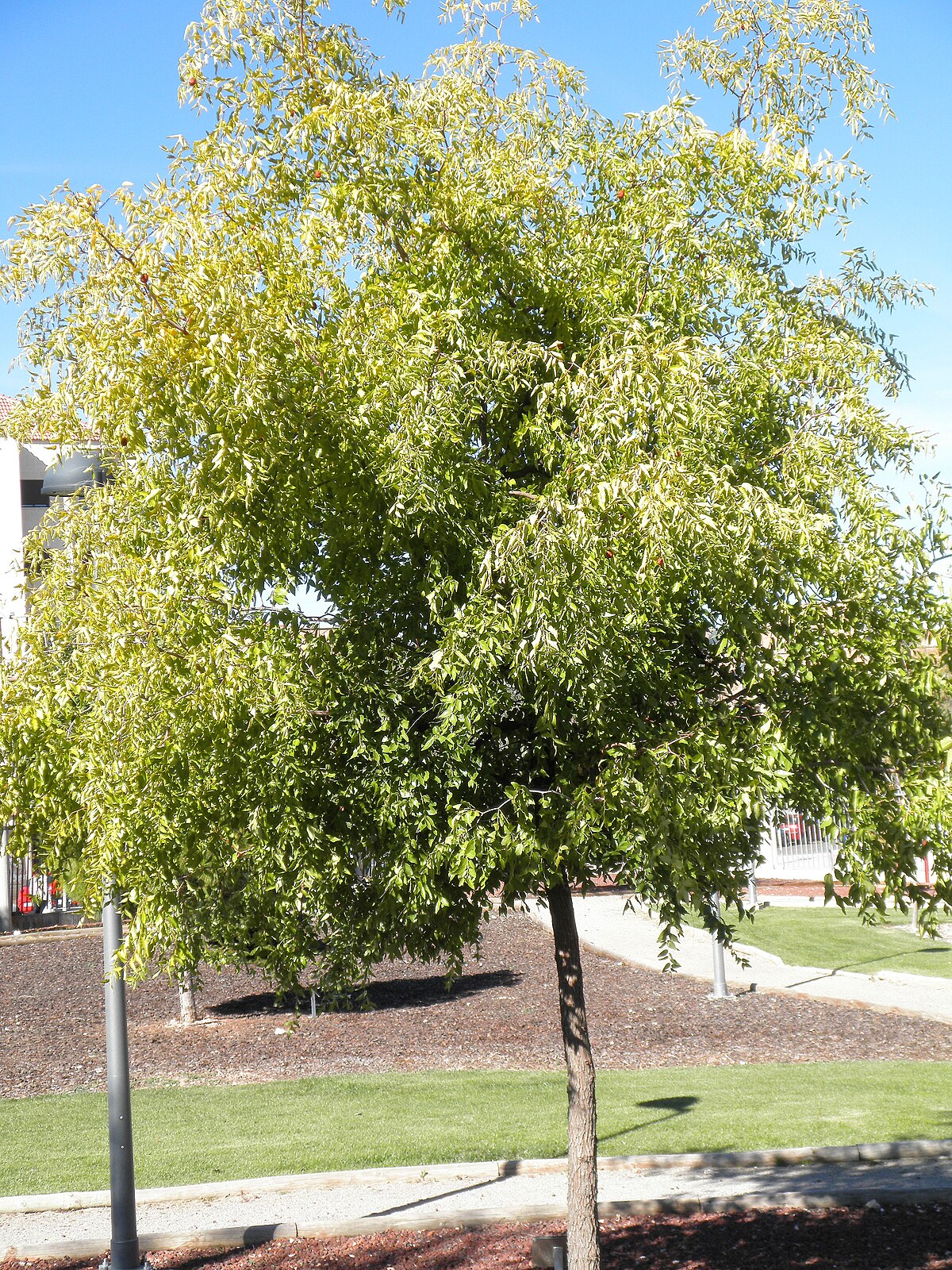 Chinese Date Jujube Tsao (Ziziphus jujuba)