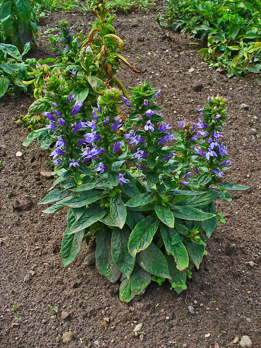 Blue Cardinal Great Blue Lobelia (Lobelia siphilitica)