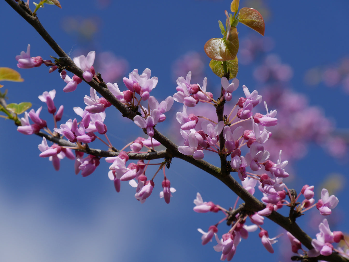 Eastern Redbud Redbud (Cercis canadensis Northern Zone 4)