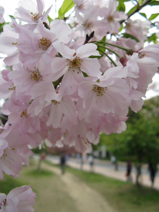 Higan Cherry Rosebud Spring Winter Flowering Cherry (Prunus subhirtella)