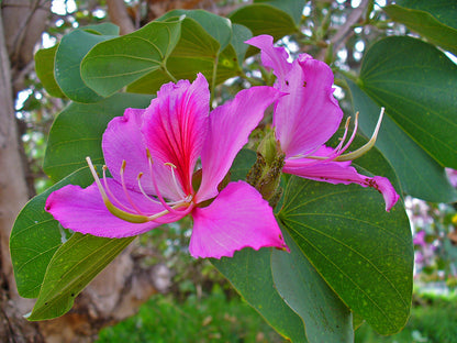 Mountain Ebony Tree (Bauhinia variegata)