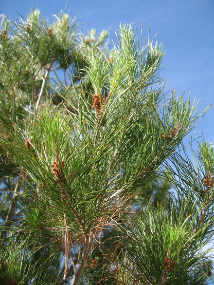 Afghan Pine Desert Eldarica Elder Lone Star Christmas Tree Mondell Pine (Pinus eldarica)