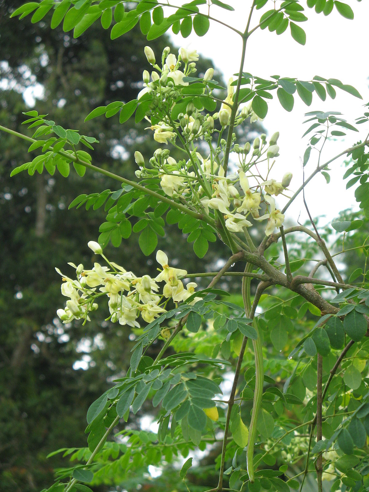 Ben Oil Benzoil Drumstick Horseradishtree (Moringa oleifera)