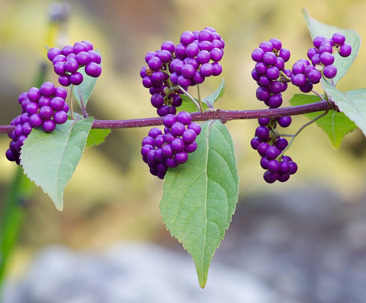 American Beautyberry (Callicarpa americana)