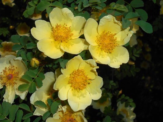 Manchu Yellow Rose (Rosa xanthina)