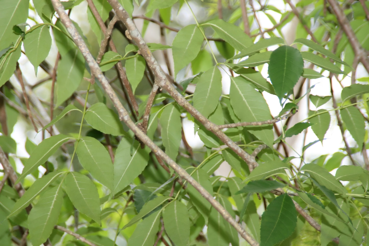 Evergreen Mexican Shamel Tropical Ash (Fraxinus uhdei)