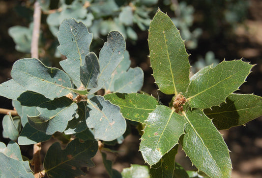 Yunnan Evergreen Oak (Quercus schottkyana)