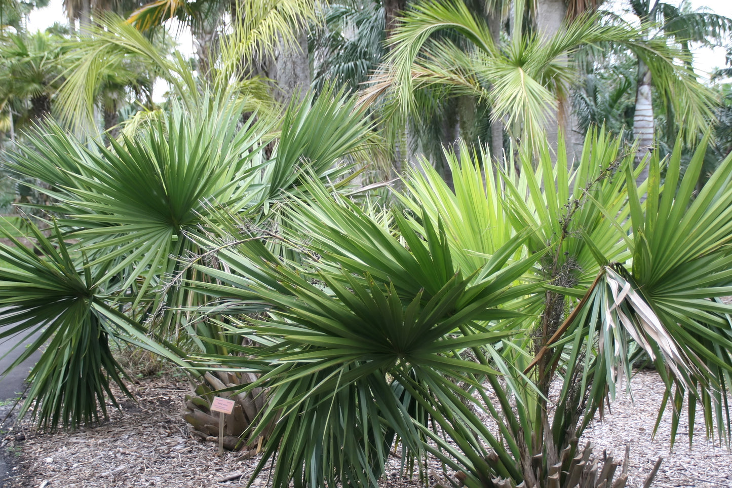 Cabbage Palm Cabbage Palmetto (Sabal palmetto)