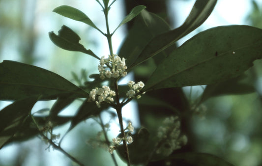 Devilwood (Osmanthus americanus)