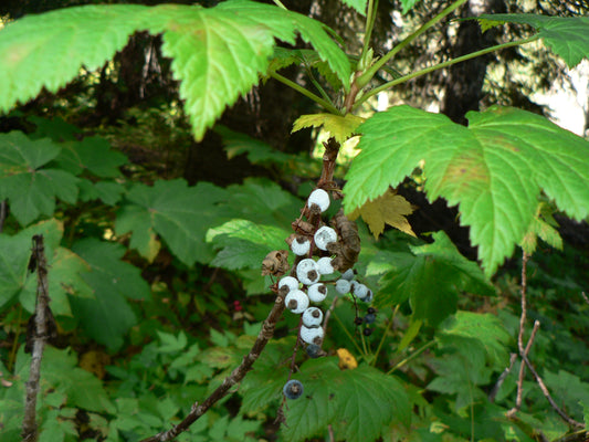 Stink Currant (Ribes bracteosum)