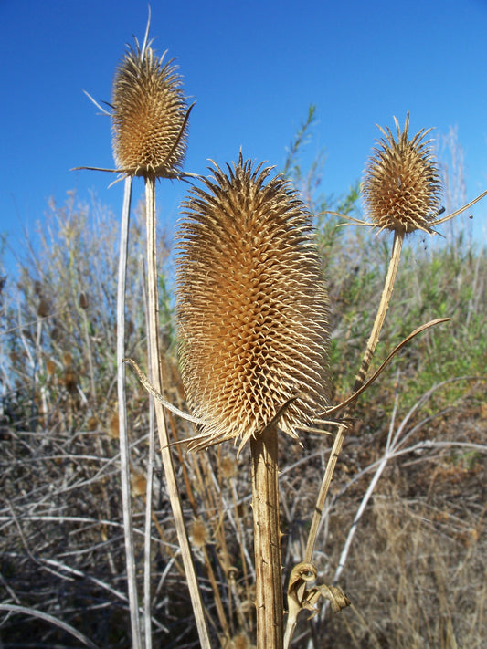 Cultivated Teasel Fullers Teasel (Dipsacus sativus)