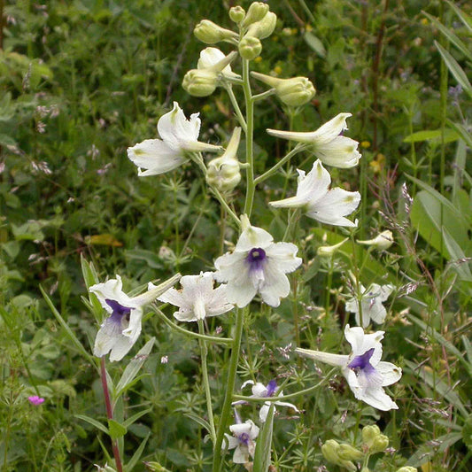 Larkspur Royal Knights-spur King Larkspur (Consolida regalis var. White King)