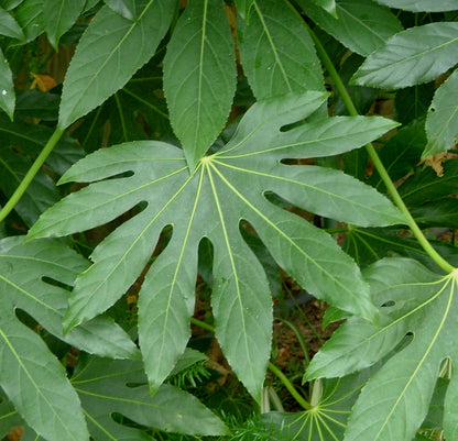 Japanese Aralia Fatsia Paperplant (Fatsia japonica)