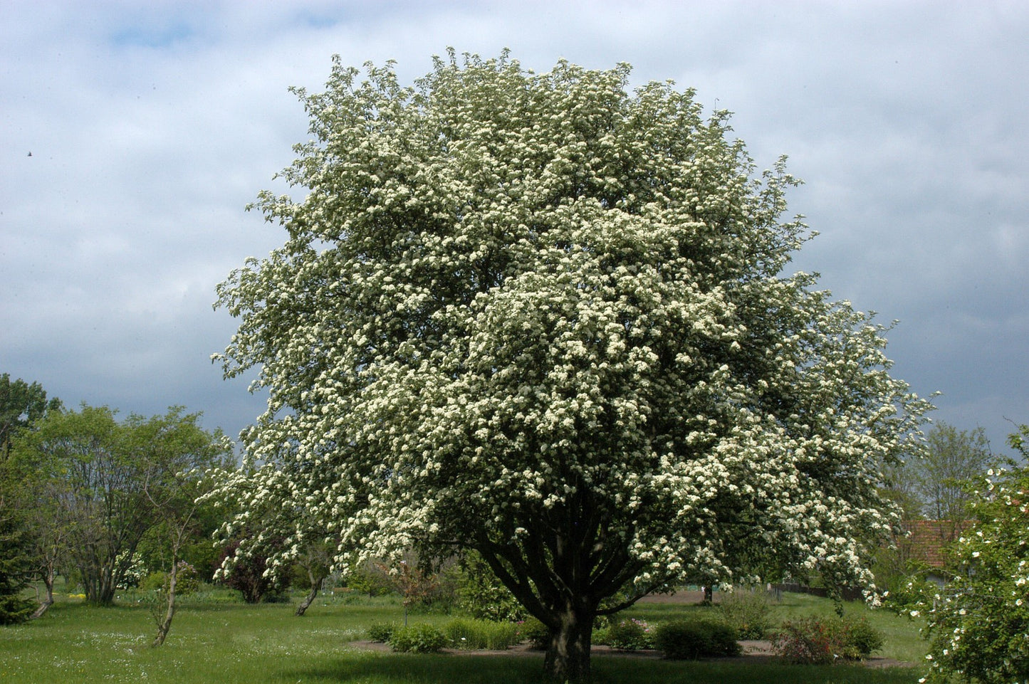 Swedish Ash (Sorbus intermedia)