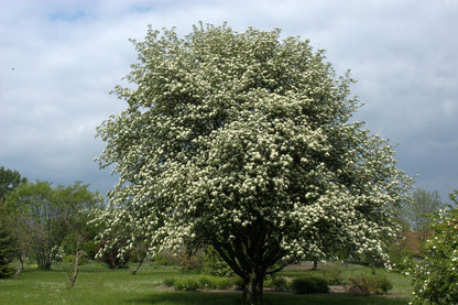 Swedish Ash (Sorbus intermedia)