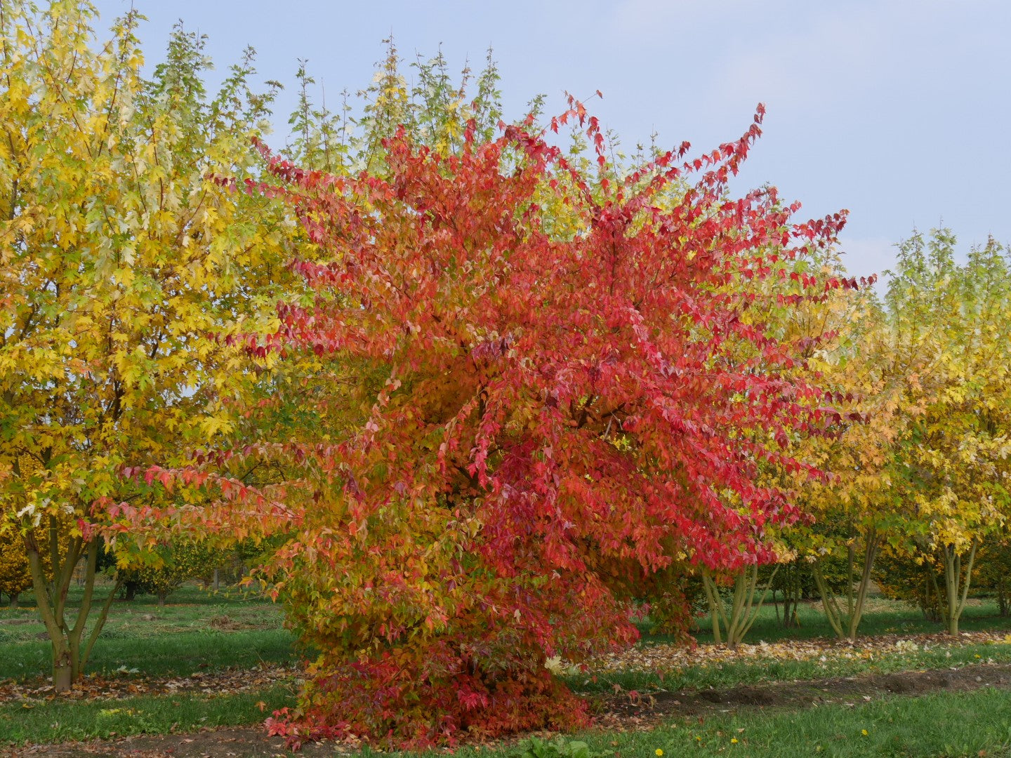 Trident Maple (Acer buergerianum)