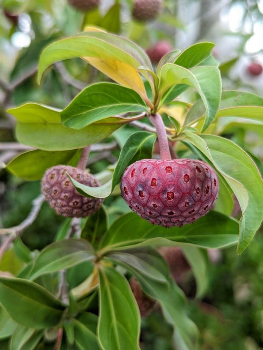 Benthams Cornel Evergreen Dogwood (Cornus capitata)