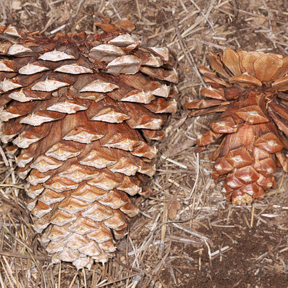 Washoe Pine (Pinus washoensis)