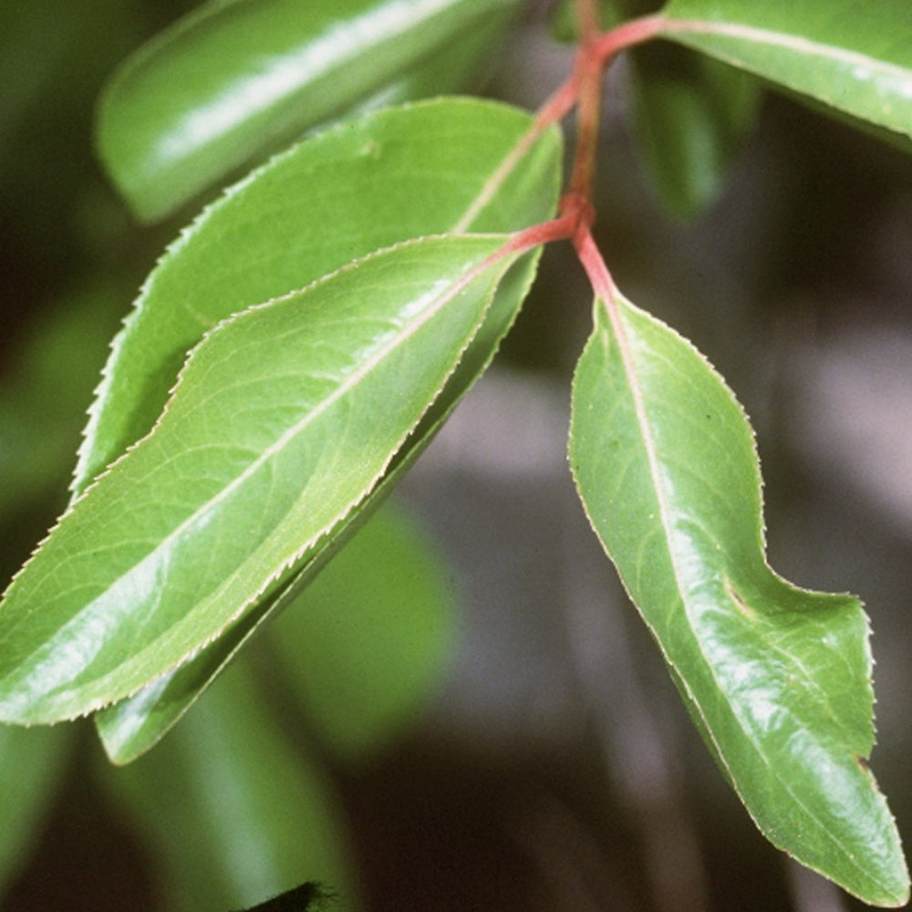 Blackhaw Smooth Blackhaw (Viburnum prunifolium)