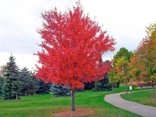 Flame Amur Maple (Acer tataricum ssp. ginnala 'Flame')