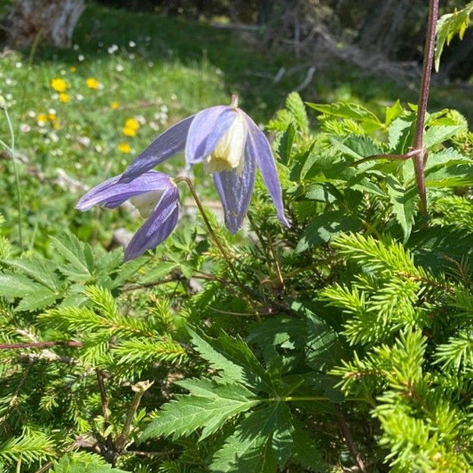 Siberian Clematis (Clematis alpina var. Sibirica)