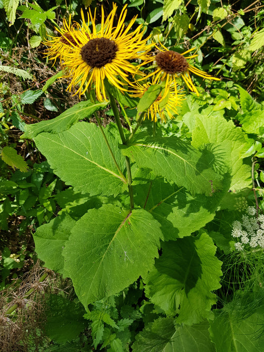 Elecampane Elecampane Inula (Inula helenium)